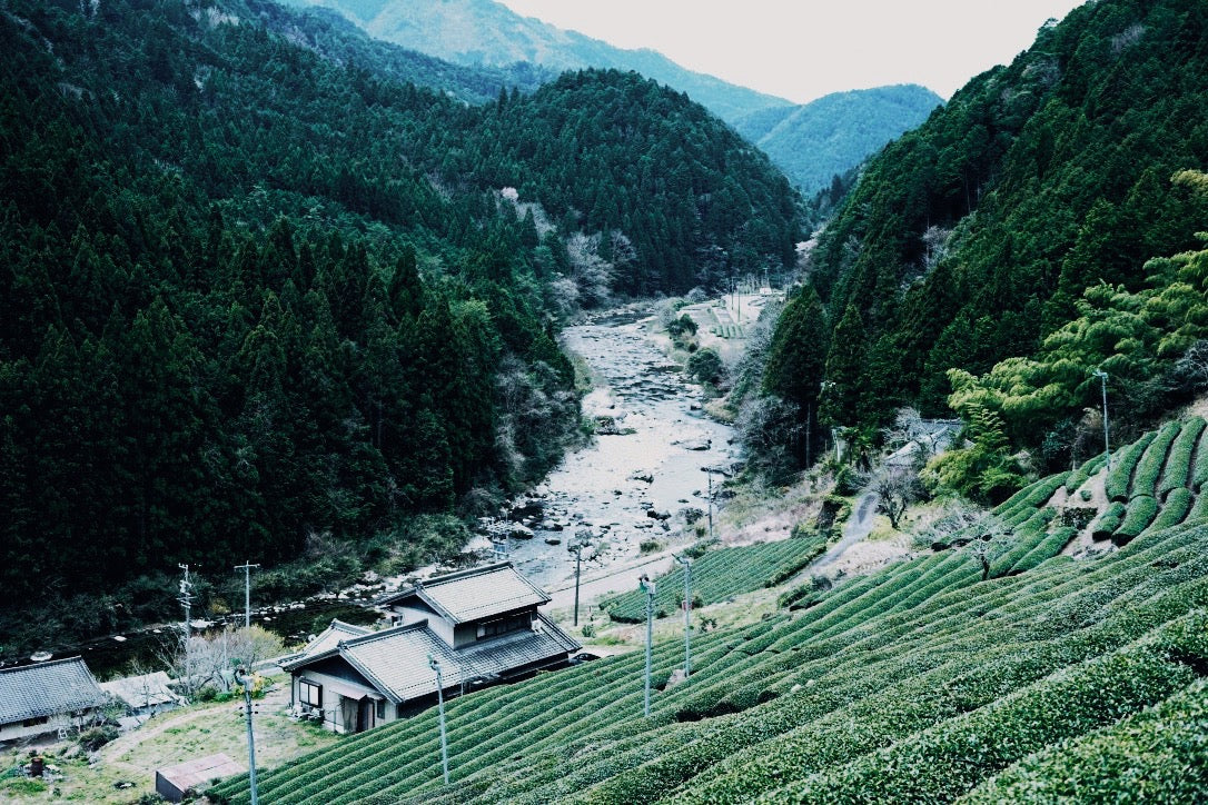 煎茶 一番茶